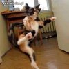 Karate kot