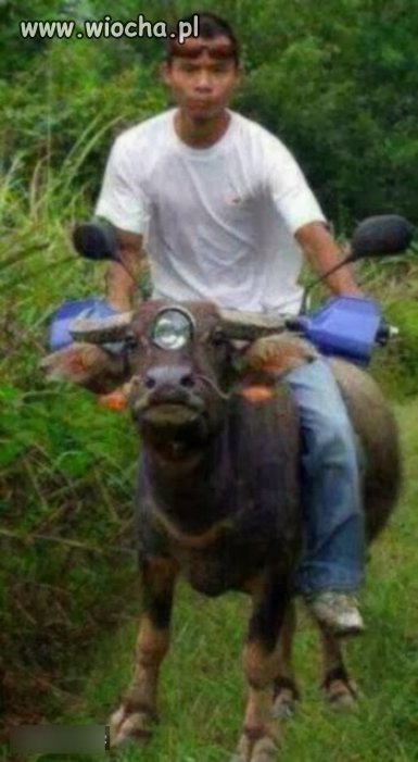 Motobawół.