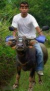 Motobawół.