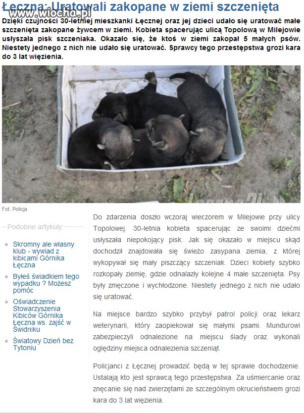 Zakopać szczenięta żywcem