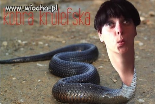 Kobra królefska 
