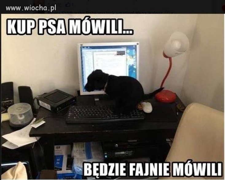 Ferdek ma nowego pieska 