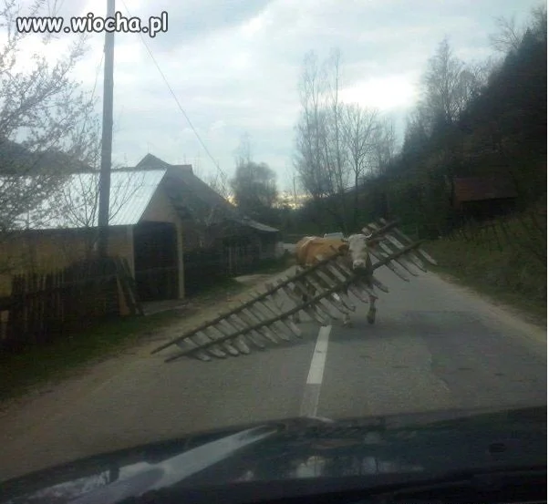 Jak wiocha, to wiocha