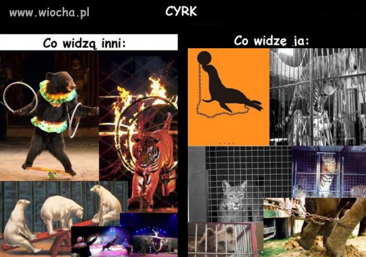I dlatego nie nawidzę cyrku