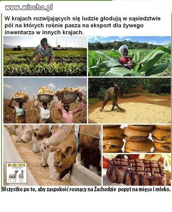Korporacje