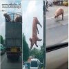 Niech żyje wolność, wolność i swoboda!