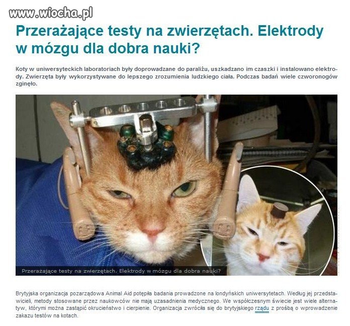 Okrucieństwo ludzkie nie zna granic