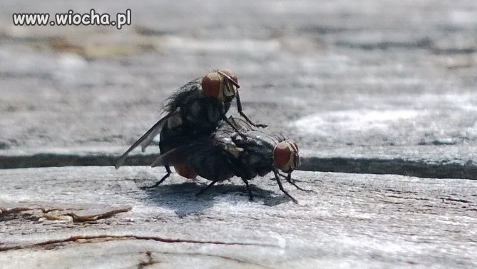 Małe bzykanko od rana  