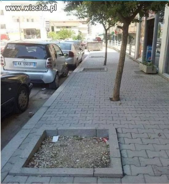 Głupie, wredne i złośliwe drzewa. 