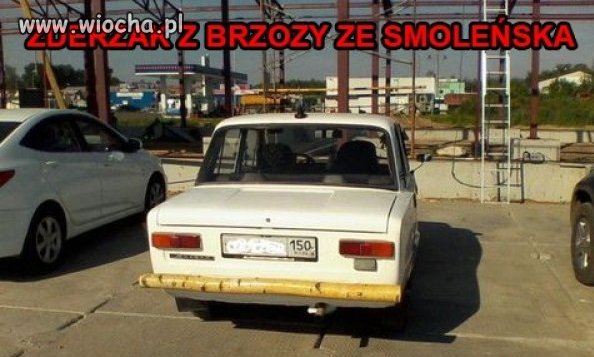 Pancerna brzoza i jej możliwości
