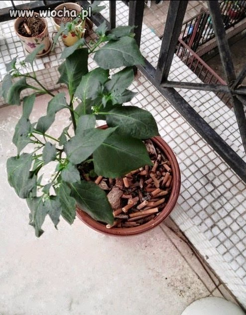 Palący na balkon proszę.