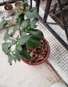 Palący na balkon proszę.