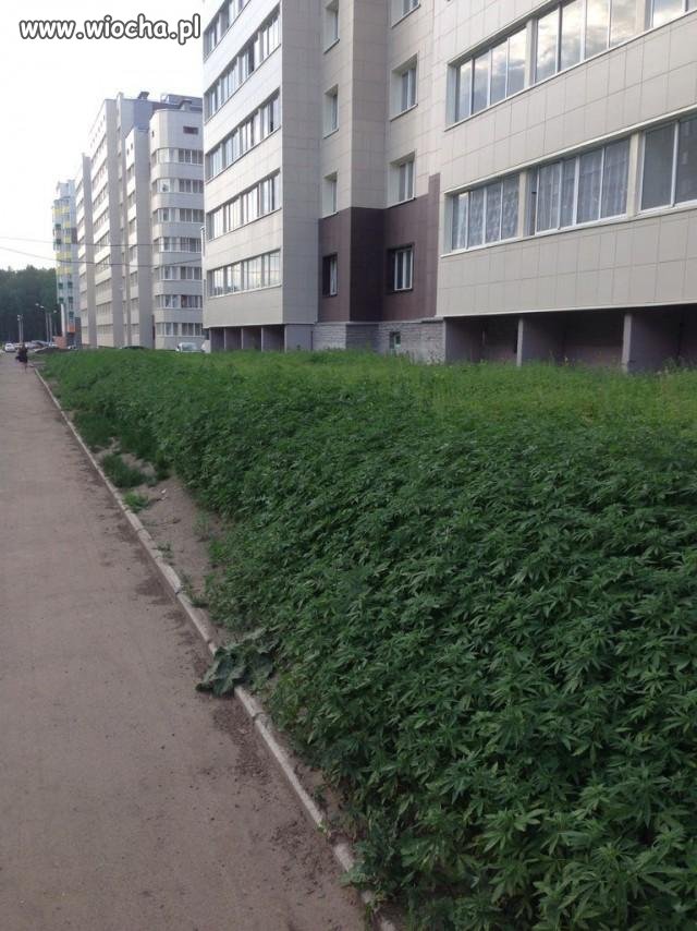 Przydomowy ogródek