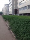 Przydomowy ogródek