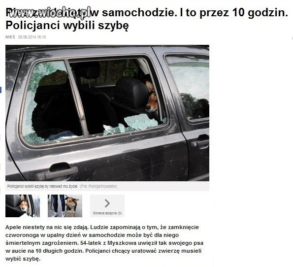 Pies zamknięty w samochodzie przez 10 godzin.