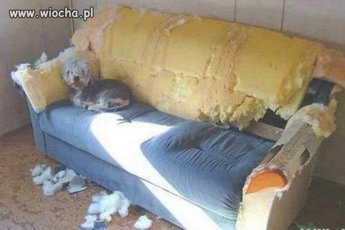 Mina właściciela po powrocie do domu...