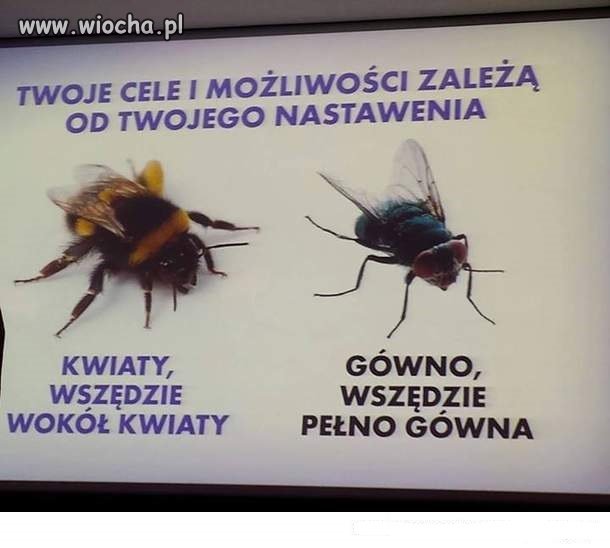 Optymizm & pesymizm.