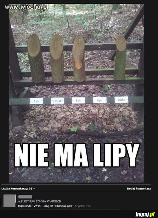 Ale naprawde nie ma lipy