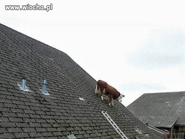 Krowa na dachu w Szwajcarii