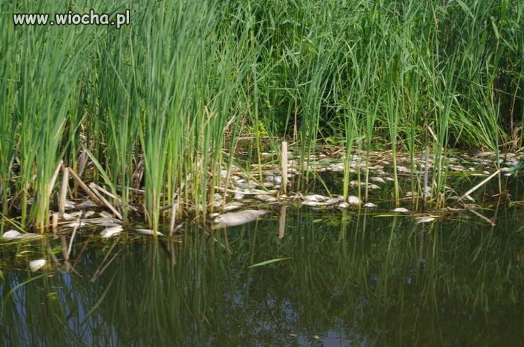 Zatrucie wód jeziora Drużno