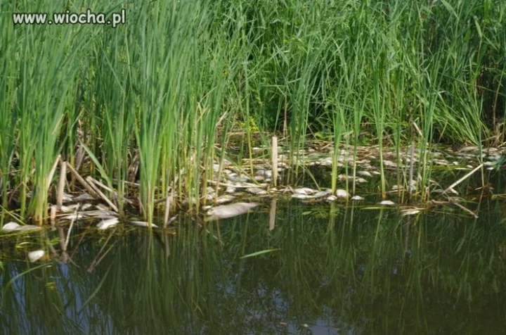 Zatrucie wód jeziora Drużno