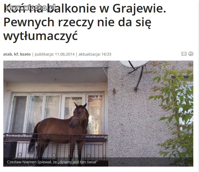 Koń na balkonie w Grajewie.
