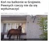 Koń na balkonie w Grajewie.