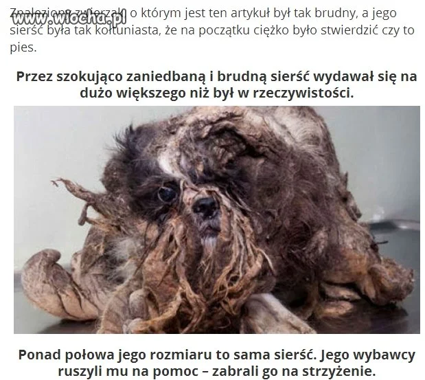 Bo się znudził