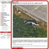 Ktoś przywiązał psa do nabrzeża!!!