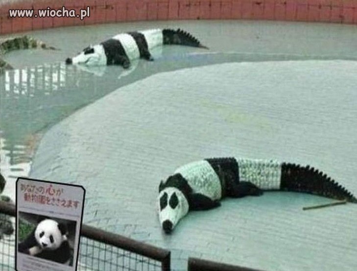 Pandy...
