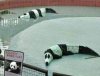 Pandy...
