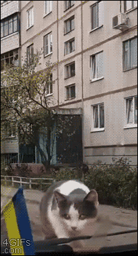 Kici kici kici 