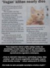 Kotek na szurnietą wegetariańską modłe