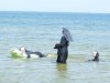 A tymczasem na plaży 