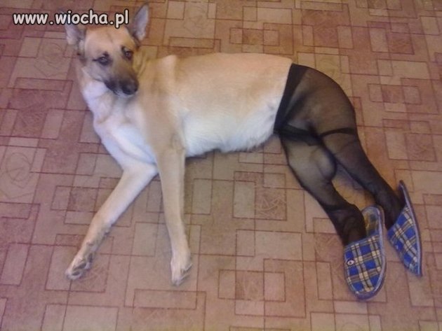 Z cyklu: Mój właściciel to idiota