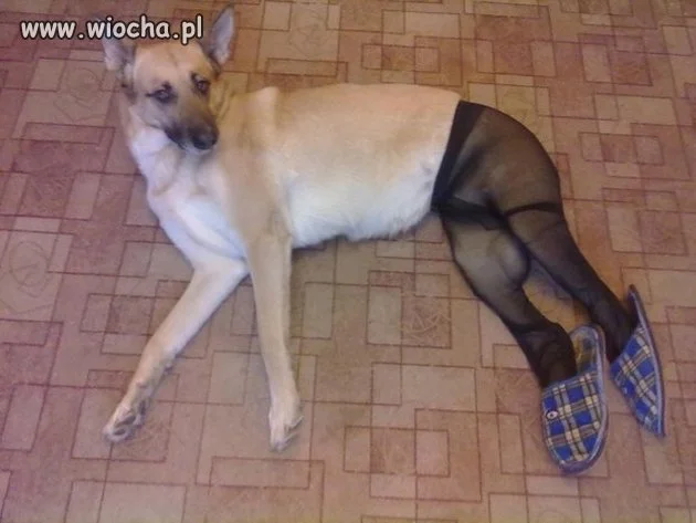 Z cyklu: Mój właściciel to idiota