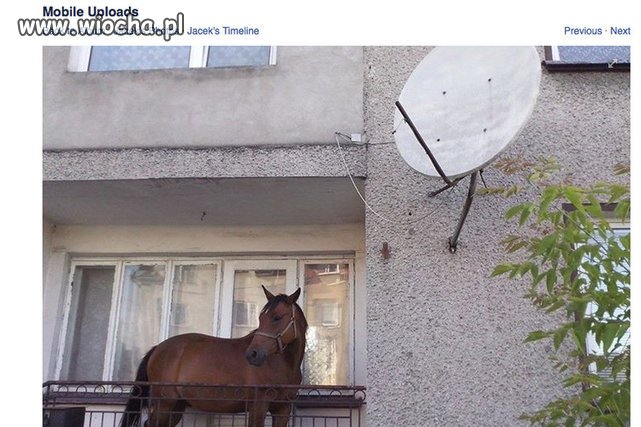 Koń na balkonie