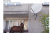 Koń na balkonie