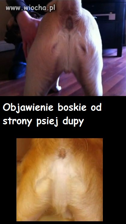 Ciekawe czy mohery by się modliły