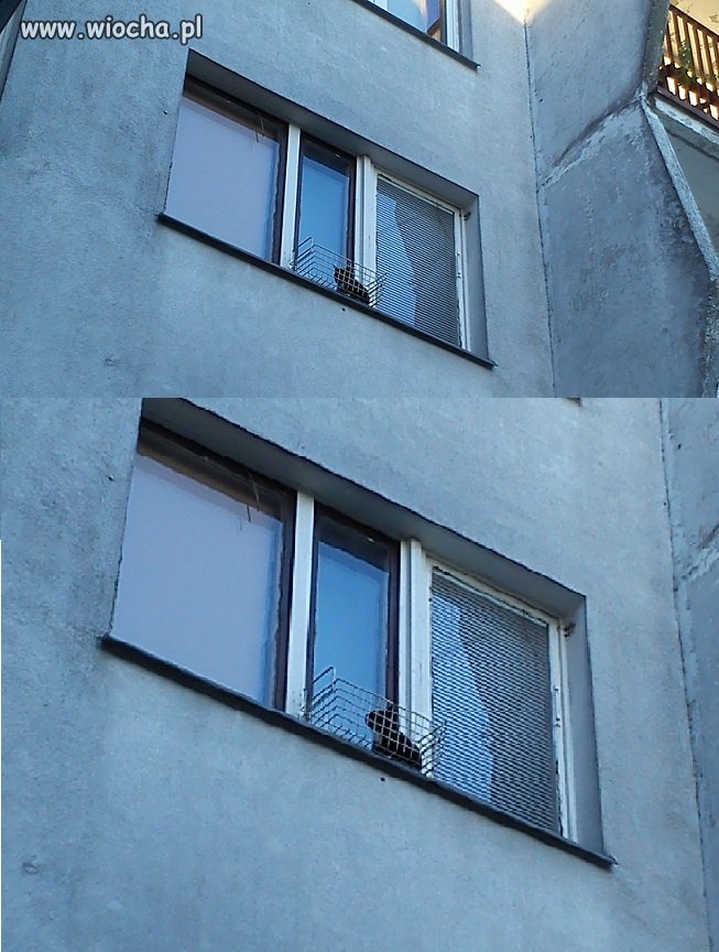 Z cyklu ...Mój właściciel 