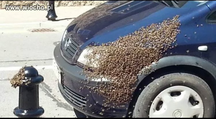 Odstraszacz Straży Miejskiej 