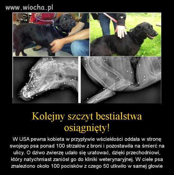 Bestialstwo ludzi nie zna granic