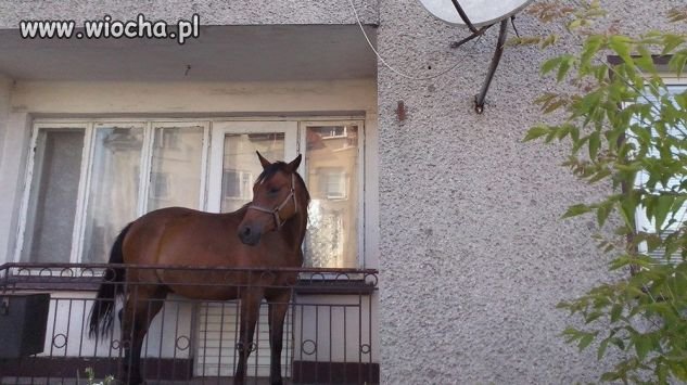 Koń na balkon! 