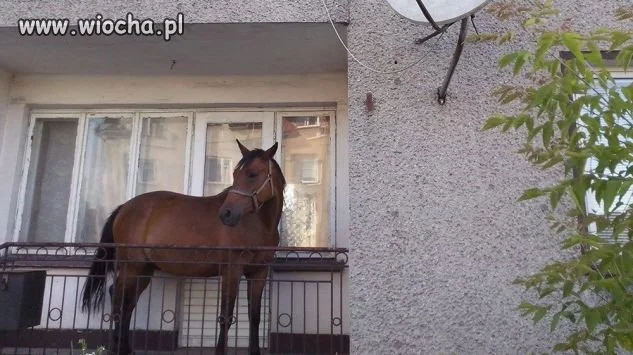 Koń na balkon! 