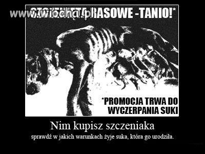 Nie kupuj z pseudohodowli!