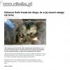 Własciciele powinni tak skończyć