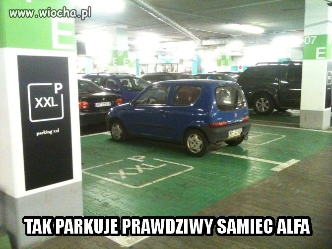 Prawdziwy samiec ALFA