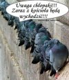 Śmieszna wiocha. 