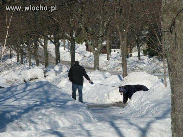 Z niedźwiadkiem