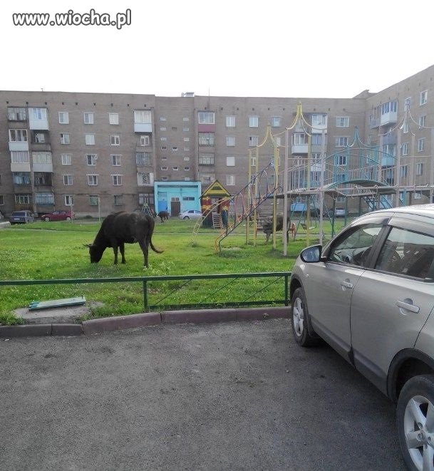 Plac zabaw czy pastwisko?